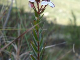 Adenandra marginata subsp. marginata